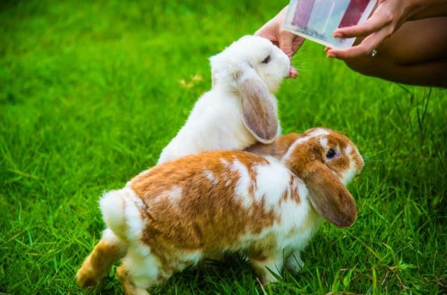 Rabbit Tail Length